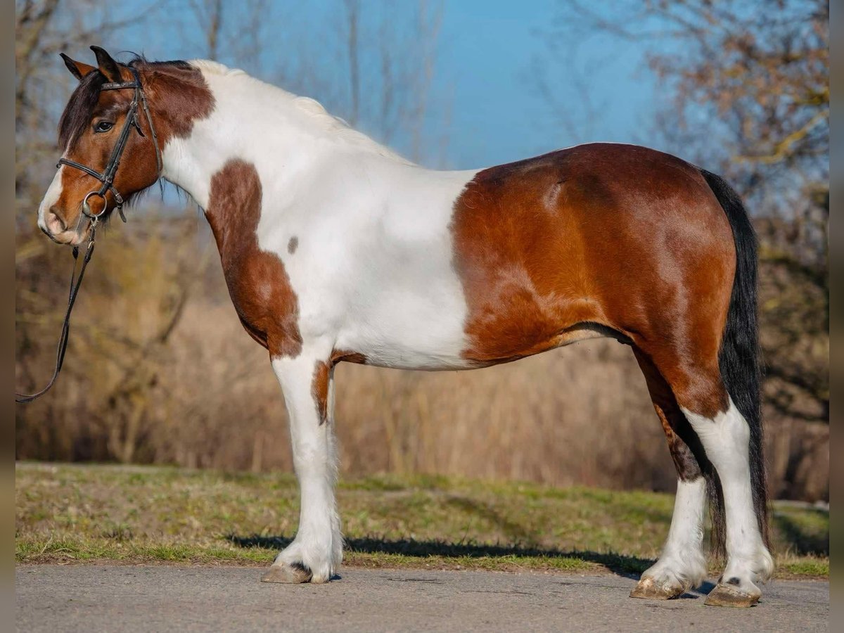 Meer ponys/kleine paarden Merrie 7 Jaar 144 cm in Deggendorf