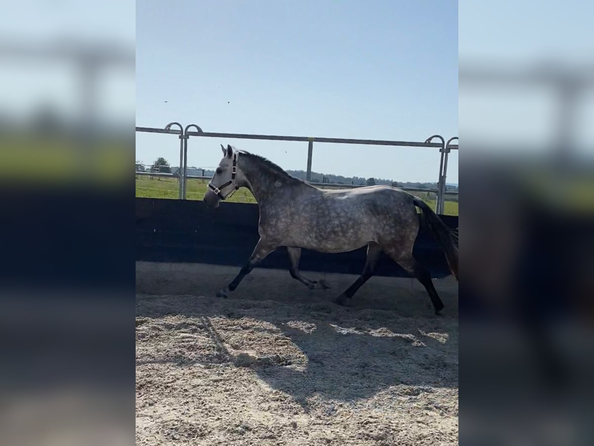 Meer ponys/kleine paarden Merrie 8 Jaar 147 cm Schimmel in Kirchberg an der Murr