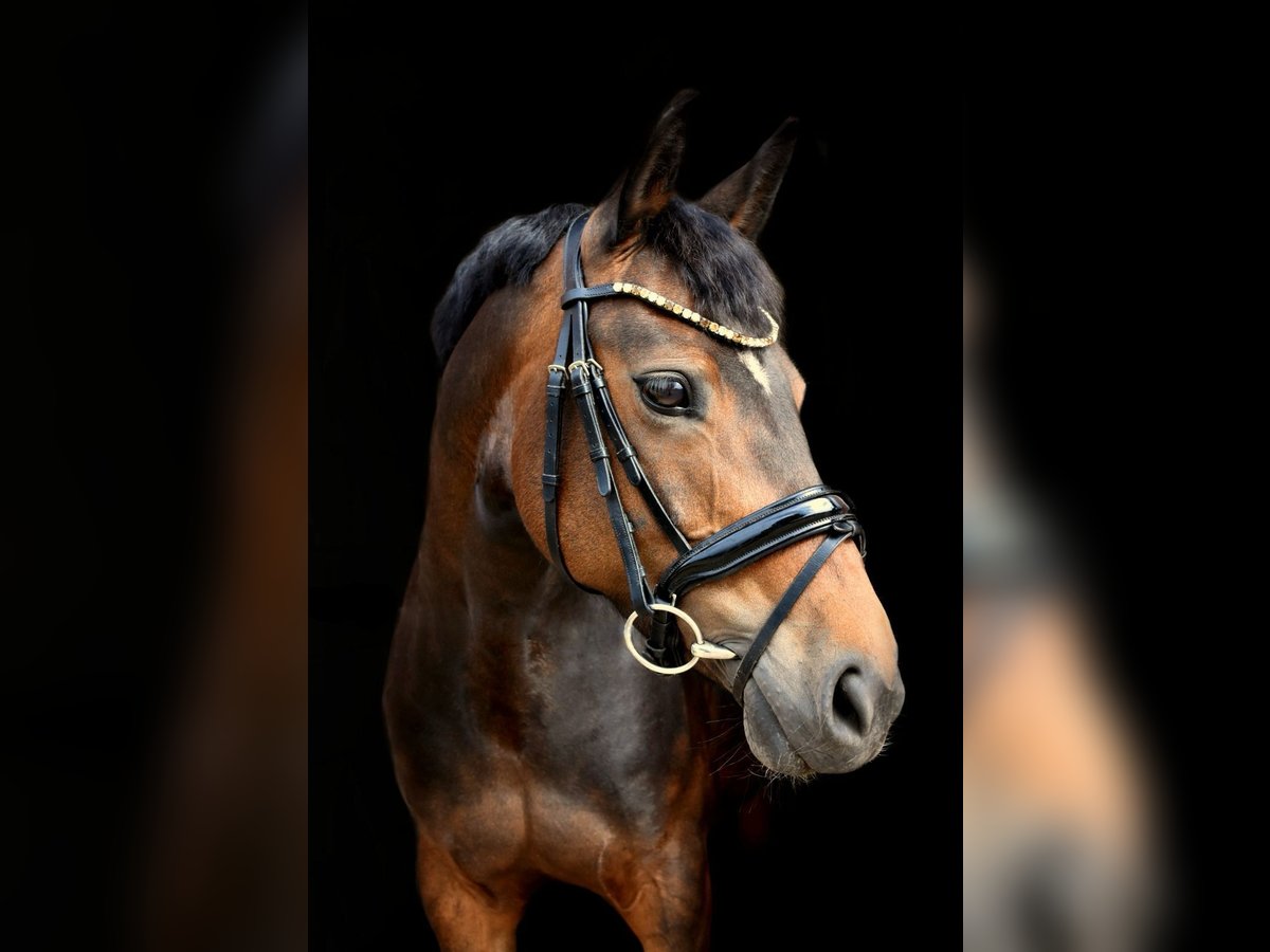 Meer ponys/kleine paarden Merrie 8 Jaar 148 cm Bruin in Lyhren