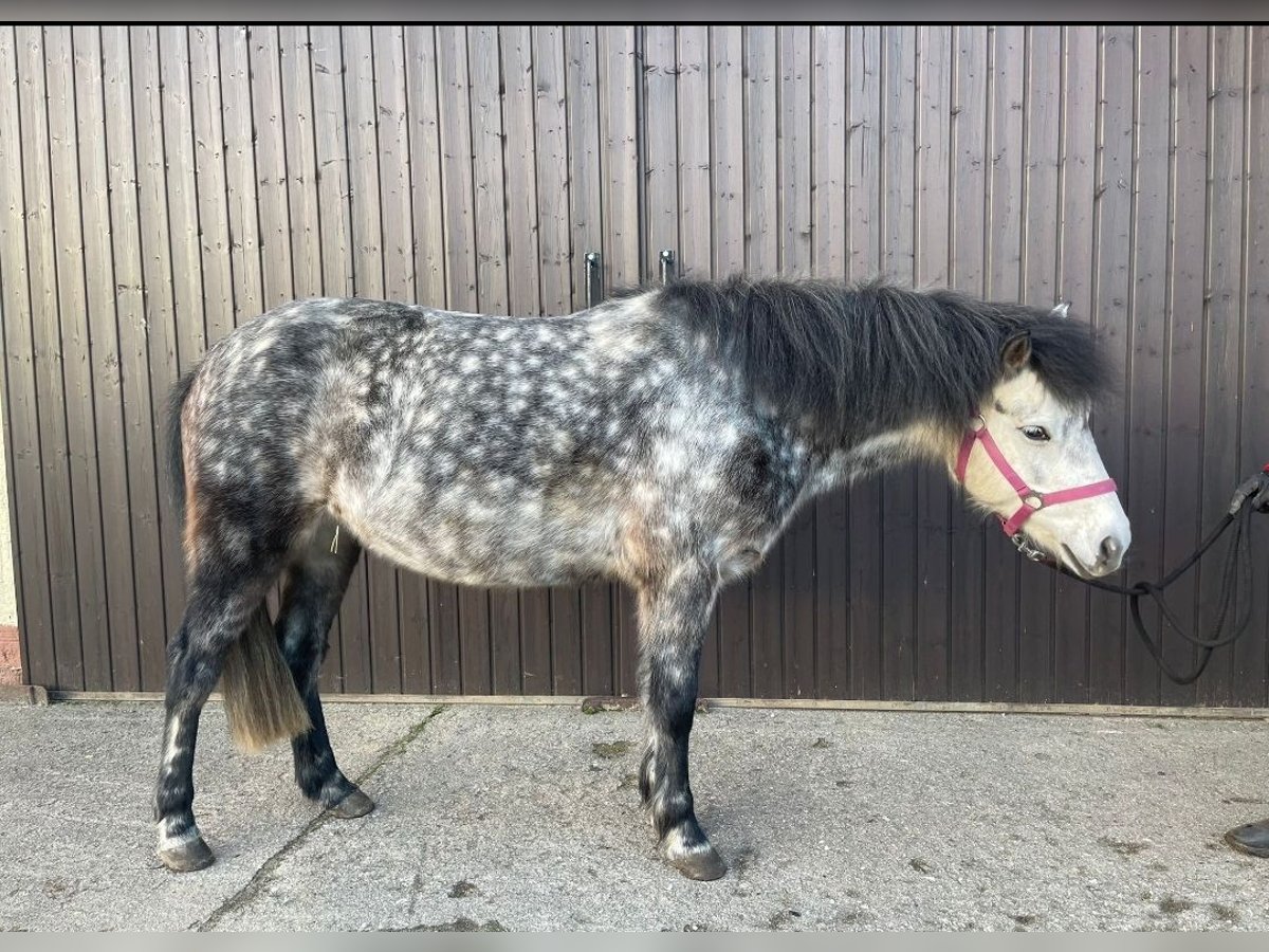 Meer ponys/kleine paarden Mix Merrie 9 Jaar 135 cm Blauwschimmel in Mixdorf