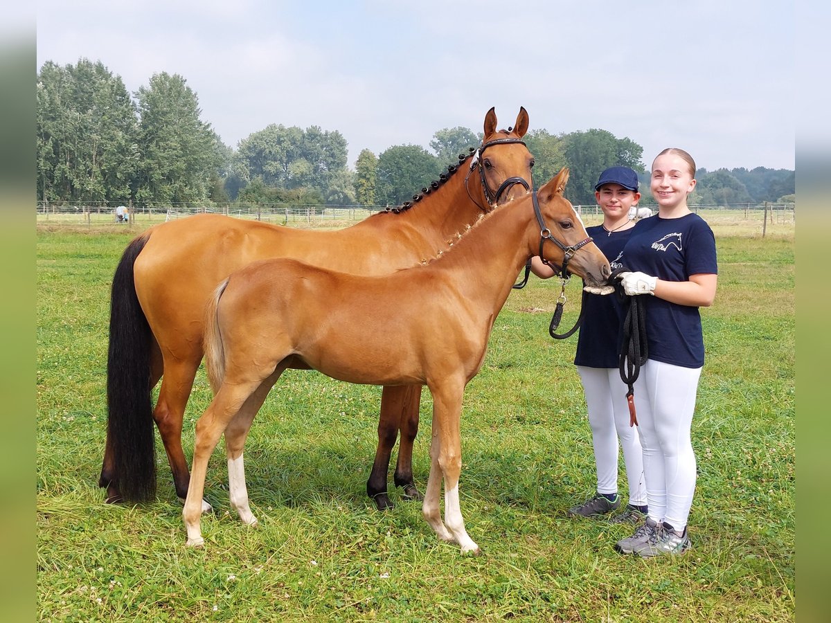 Meer ponys/kleine paarden Merrie veulen (03/2024) 139 cm Vos in Naila