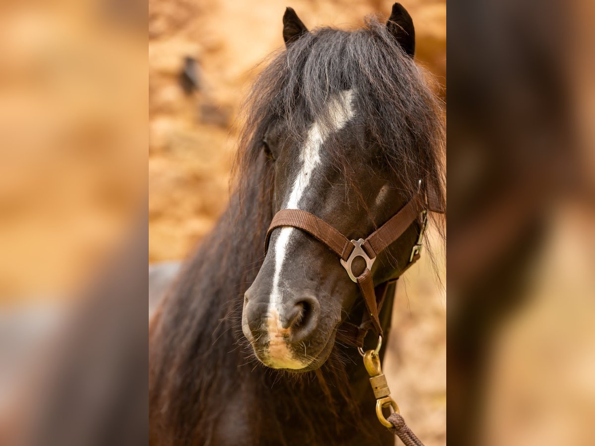 Meer ponys/kleine paarden Ruin 10 Jaar 126 cm Zwart in Göllheim