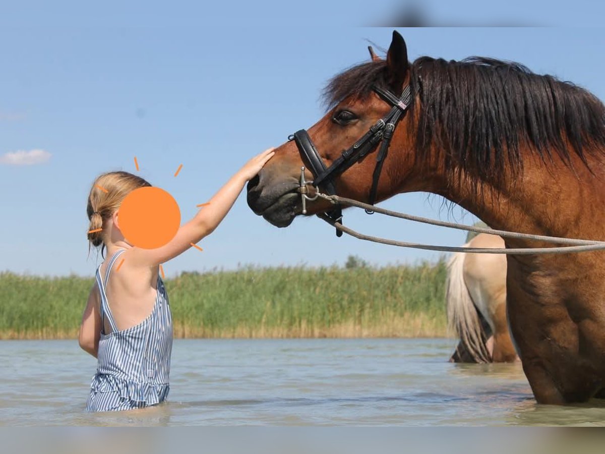 Meer ponys/kleine paarden Ruin 10 Jaar 128 cm Bruin in Götzendorf an der Leitha