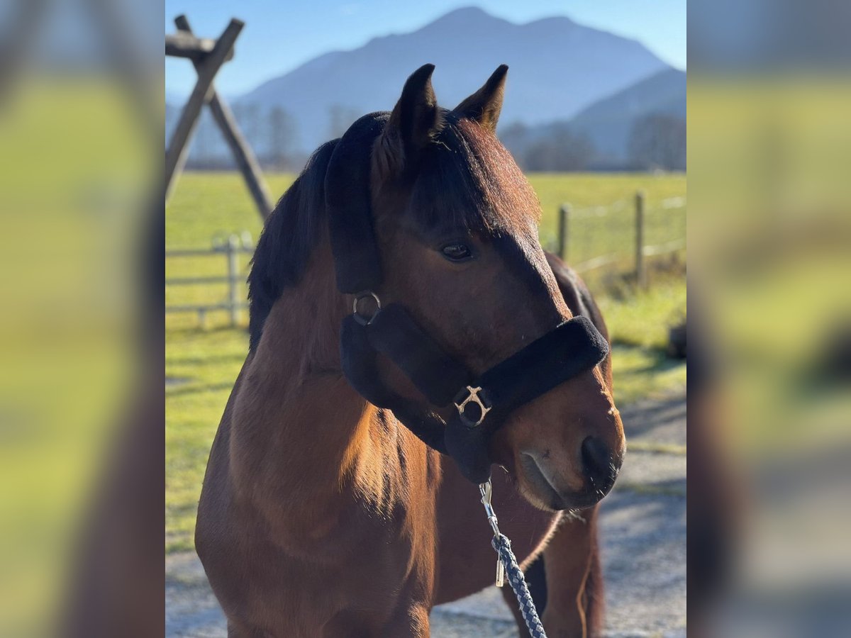 Meer ponys/kleine paarden Ruin 10 Jaar 144 cm Bruin in Raubling