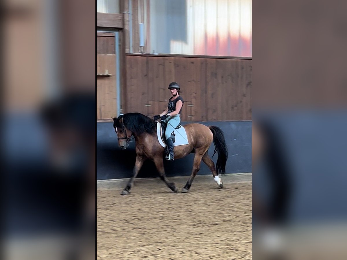 Meer ponys/kleine paarden Ruin 11 Jaar 143 cm Bruin in Hirschaid