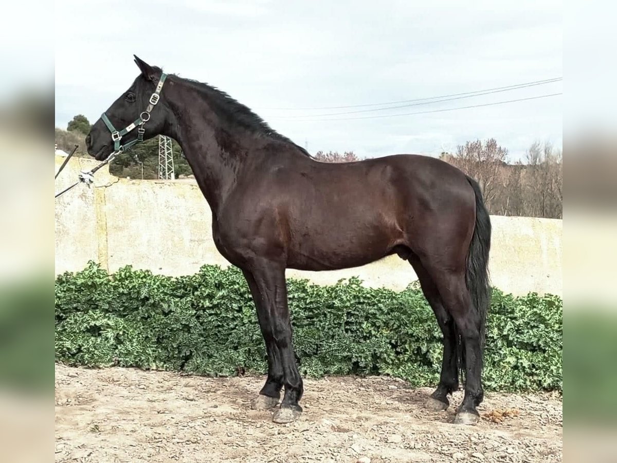 Meer ponys/kleine paarden Ruin 11 Jaar 157 cm Zwart in La Chevallerais