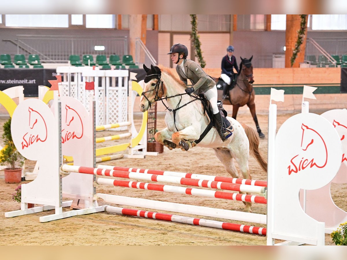 Meer ponys/kleine paarden Ruin 12 Jaar 147 cm in Götzendorf