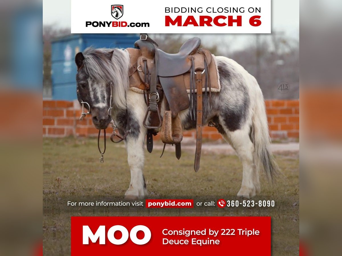 Meer ponys/kleine paarden Ruin 13 Jaar 91 cm in Weatherford, TX