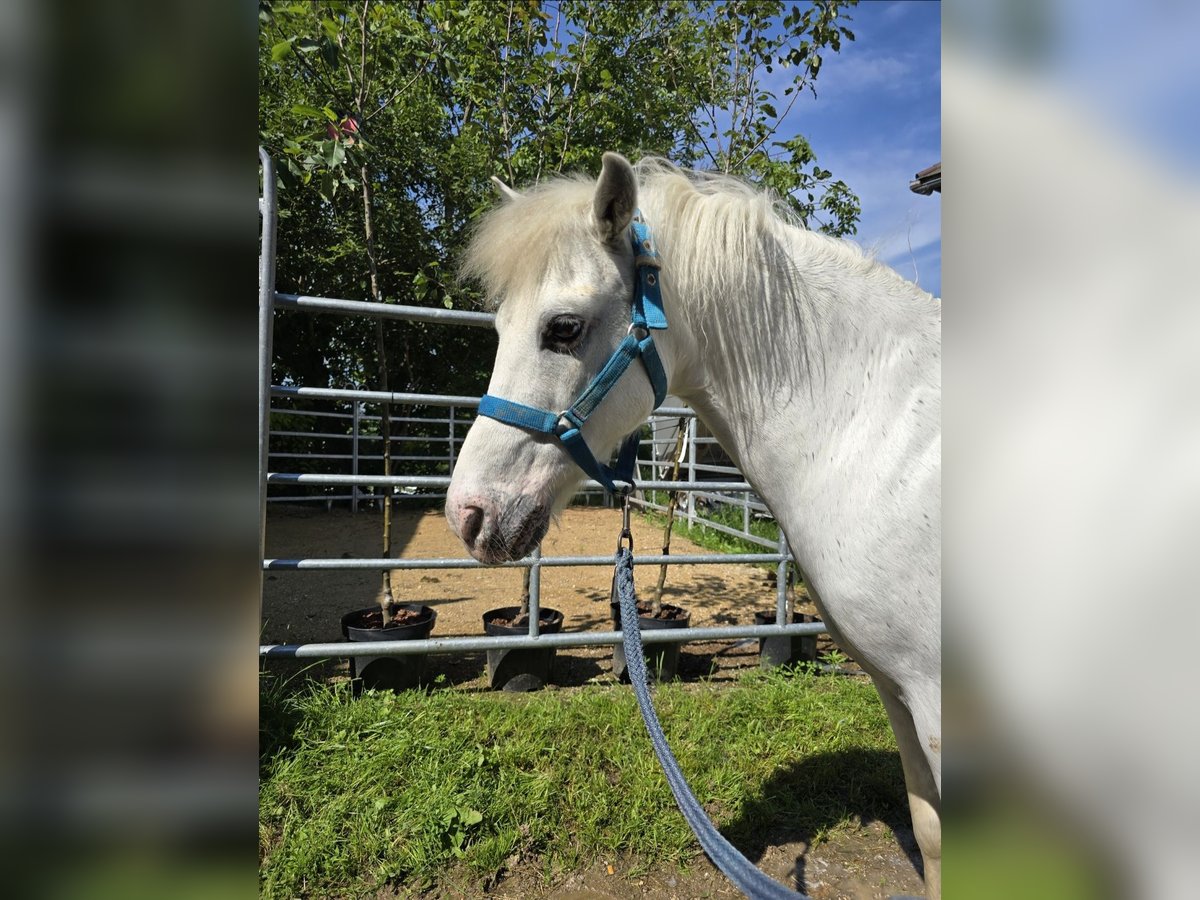 Meer ponys/kleine paarden Ruin 14 Jaar 115 cm Schimmel in Wolfsbach