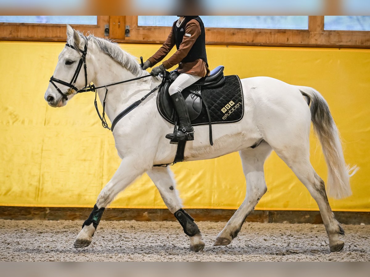 Meer ponys/kleine paarden Ruin 15 Jaar 147 cm Schimmel in Forch