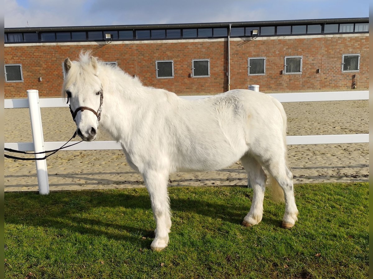 Meer ponys/kleine paarden Ruin 17 Jaar 124 cm Schimmel in Bad Laer