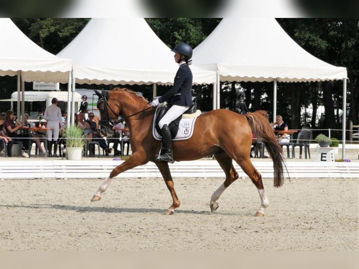 Meer ponys/kleine paarden Ruin 18 Jaar 147 cm Vos in Burgwedel