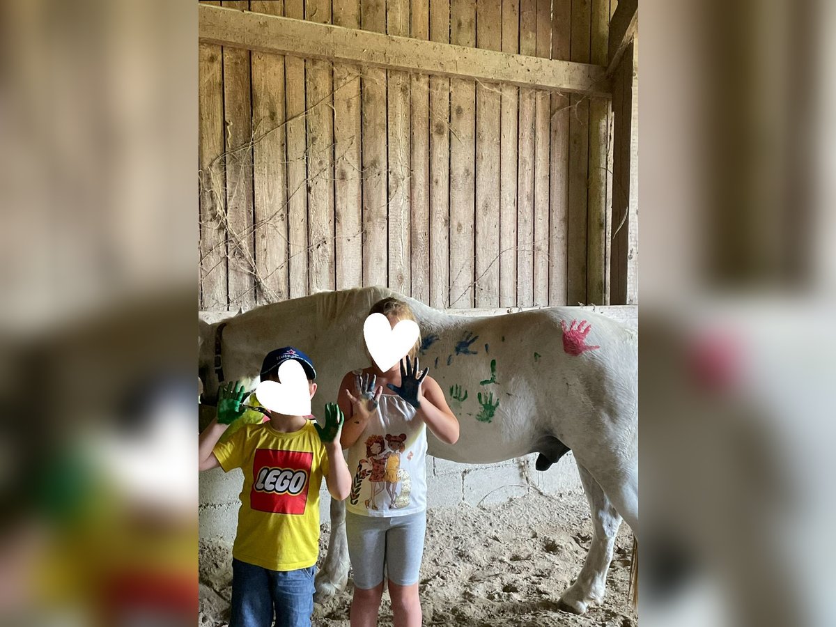 Meer ponys/kleine paarden Ruin 22 Jaar 148 cm Schimmel in Nickelsdorf