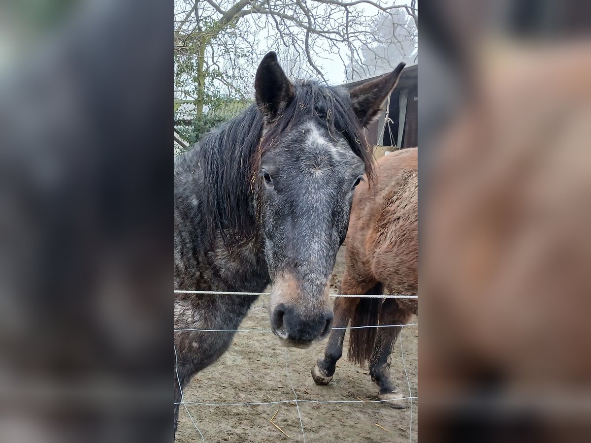 Meer ponys/kleine paarden Mix Ruin 3 Jaar 145 cm Zwartschimmel in Heinsberg