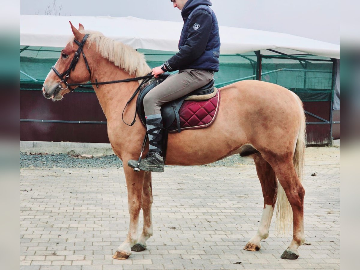 Meer ponys/kleine paarden Ruin 3 Jaar 147 cm in Deggendorf