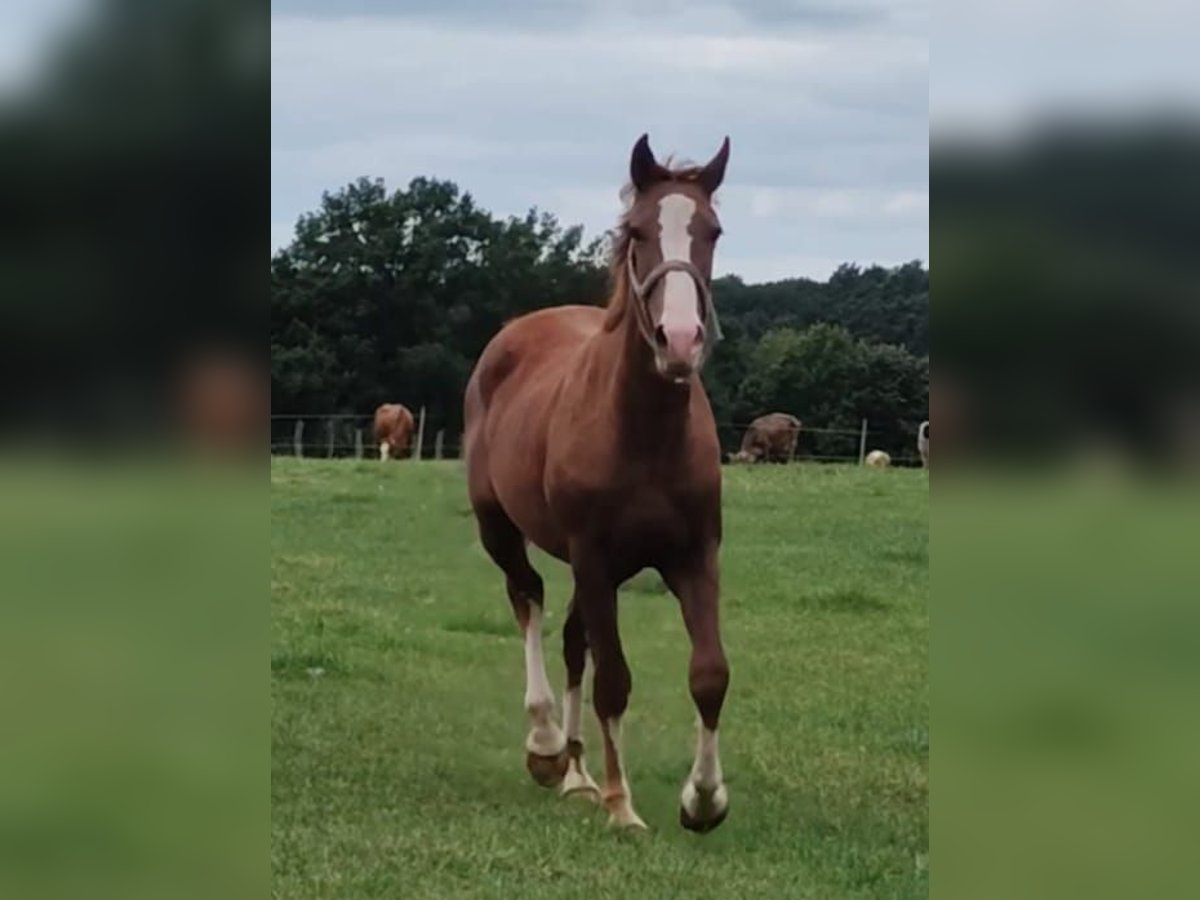 Meer ponys/kleine paarden Ruin 3 Jaar in Ritterhude