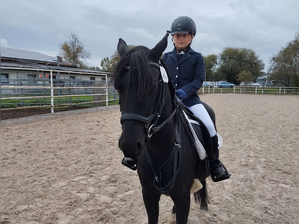 Meer ponys/kleine paarden Ruin 4 Jaar 132 cm Zwart in Łobez