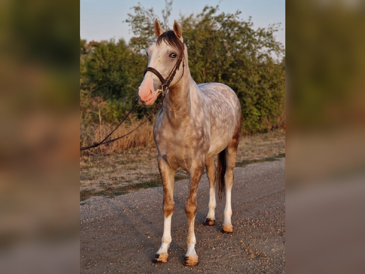 Meer ponys/kleine paarden Ruin 4 Jaar 147 cm in Deggendorf