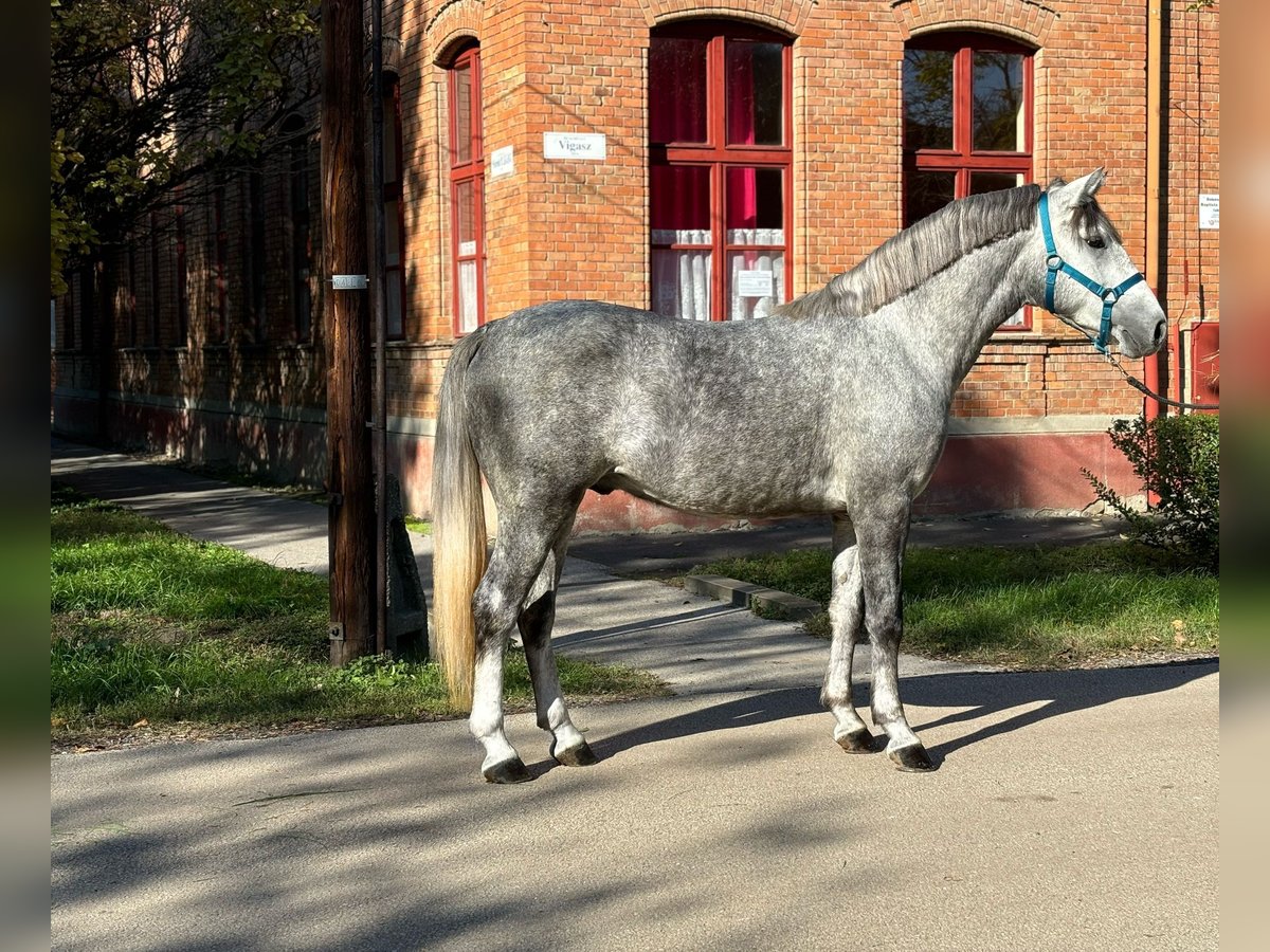 Meer ponys/kleine paarden Ruin 4 Jaar 147 cm in Deggendorf