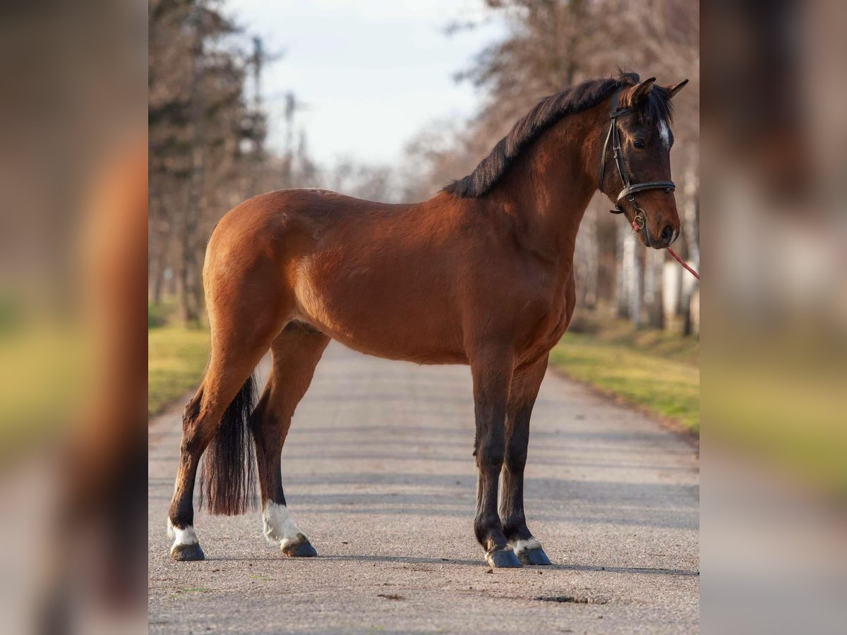 Meer ponys/kleine paarden Ruin 4 Jaar 152 cm Bruin in Deggendorf