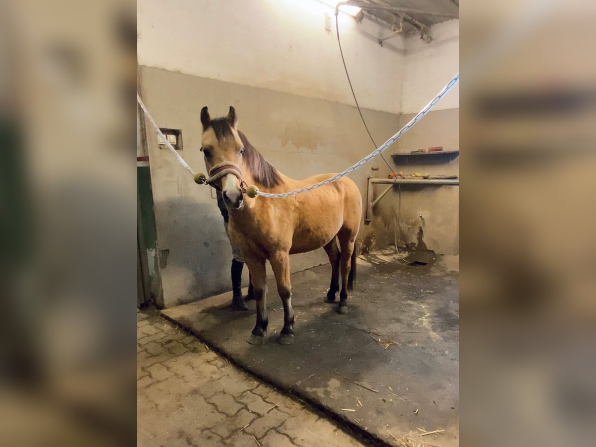 Meer ponys/kleine paarden Ruin 5 Jaar 135 cm Falbe in Rechnitz