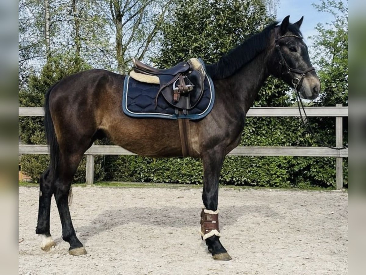 Meer ponys/kleine paarden Ruin 5 Jaar 140 cm in Interlaken