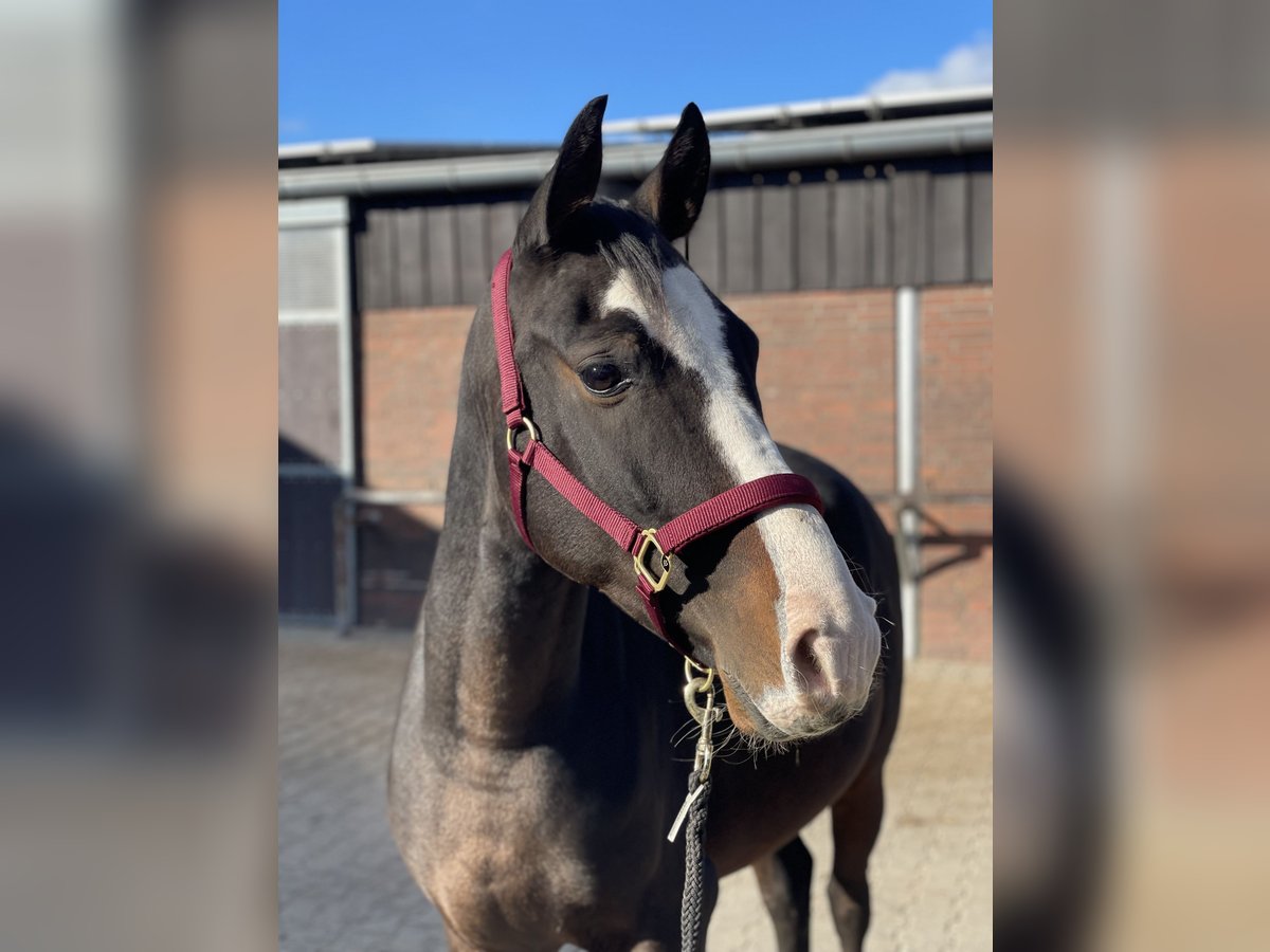 Meer ponys/kleine paarden Mix Ruin 5 Jaar Donkerbruin in Lathen