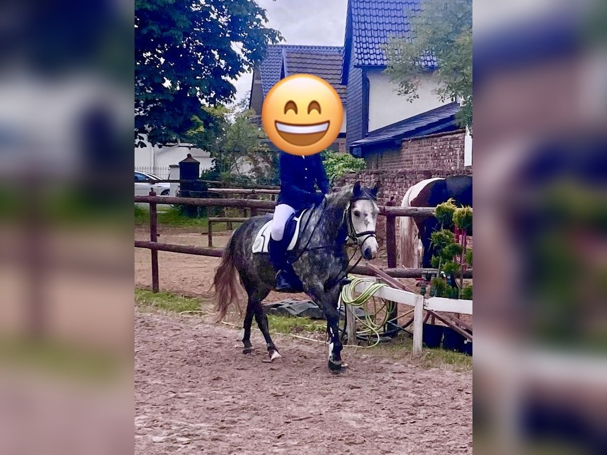 Meer ponys/kleine paarden Mix Ruin 6 Jaar 148 cm Appelschimmel in Zülpich