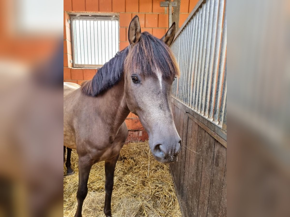 Meer ponys/kleine paarden Ruin 6 Jaar 148 cm Buckskin in Euskirchen