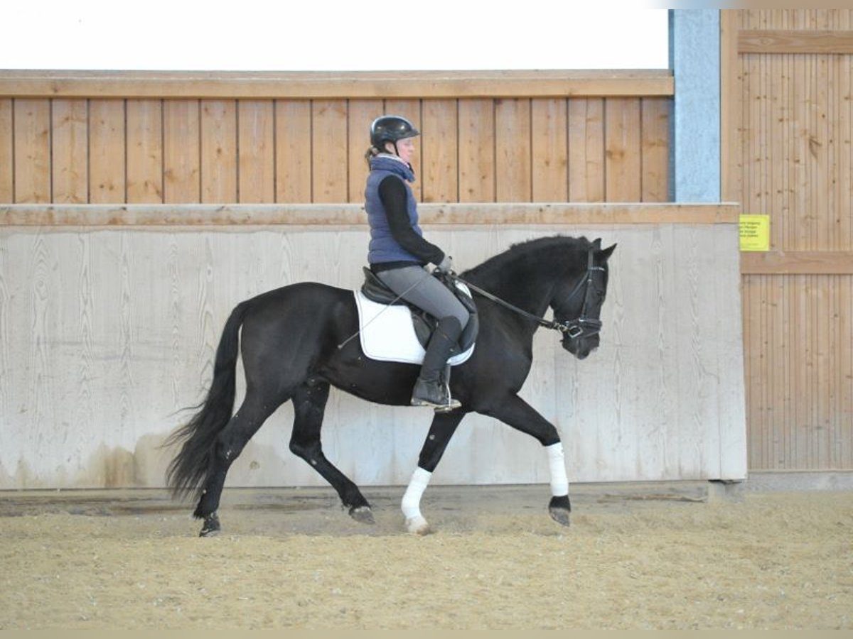 Meer ponys/kleine paarden Ruin 6 Jaar 148 cm Zwart in Wellheim