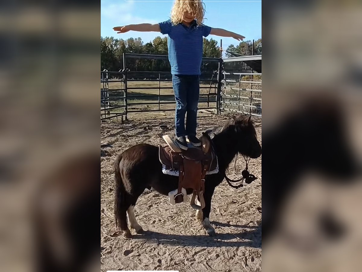 Meer ponys/kleine paarden Ruin 6 Jaar 81 cm Falbe in Mount Vernon