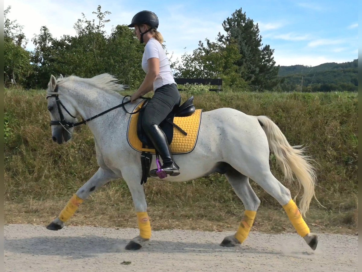 Meer ponys/kleine paarden Mix Ruin 7 Jaar 144 cm Vliegenschimmel in Spratzern