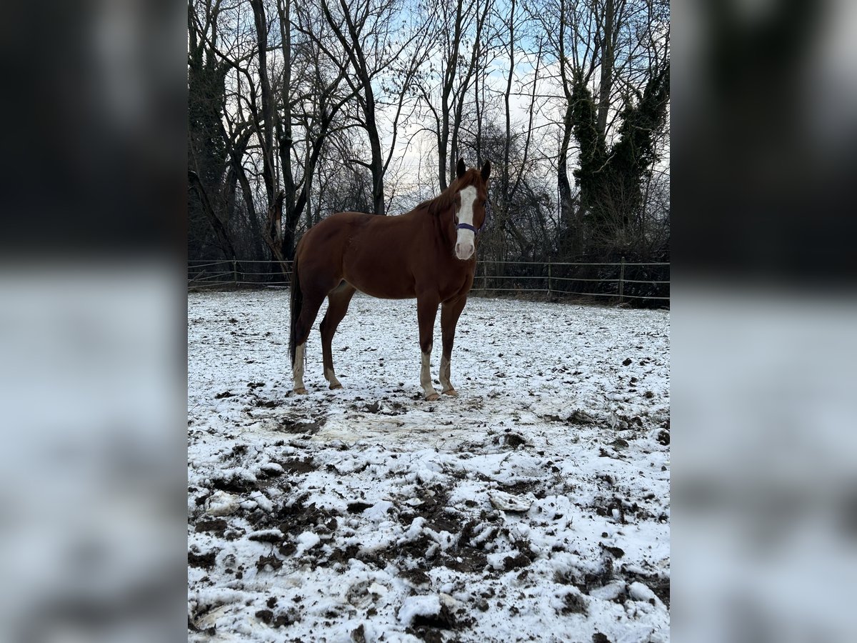 Meer ponys/kleine paarden Ruin 7 Jaar 149 cm Vos in Unterensingen