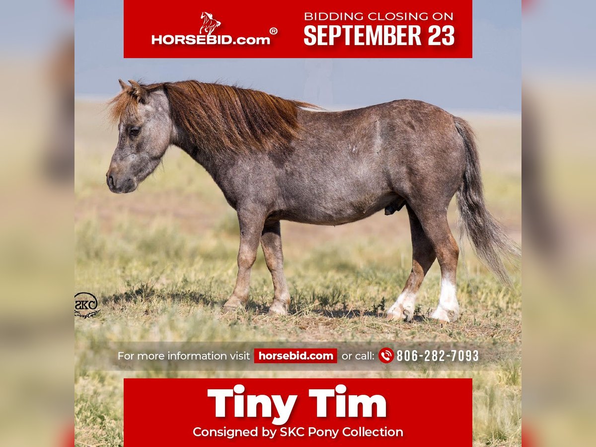 Meer ponys/kleine paarden Ruin 7 Jaar 91 cm Schimmel in Canyon, TX