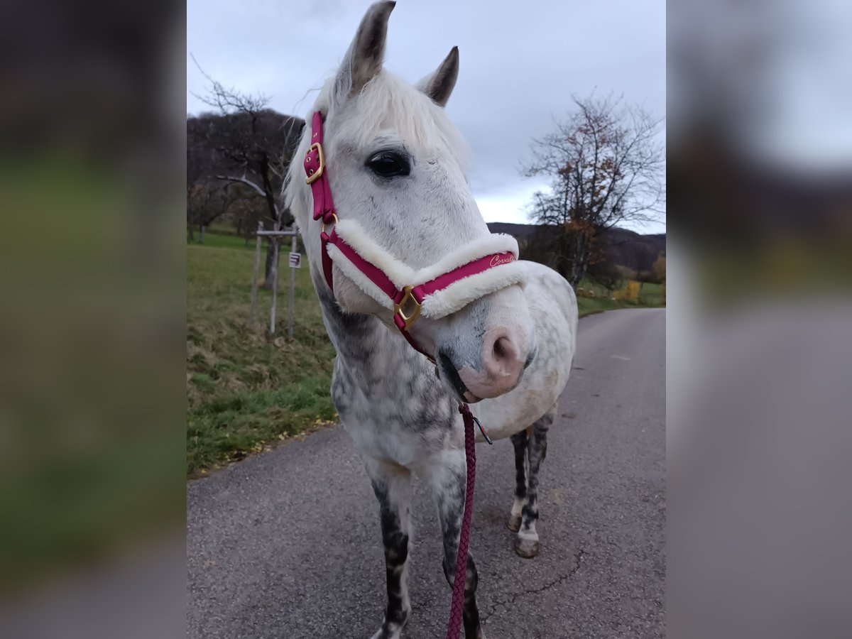 Meer ponys/kleine paarden Mix Ruin 8 Jaar 145 cm Appelschimmel in Eningen unter Achalm