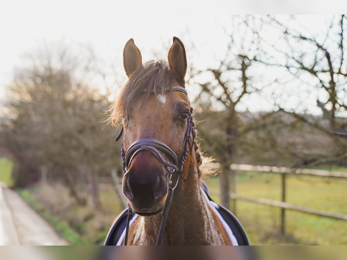 Meer ponys/kleine paarden Ruin 8 Jaar 160 cm Lichtbruin in Calden