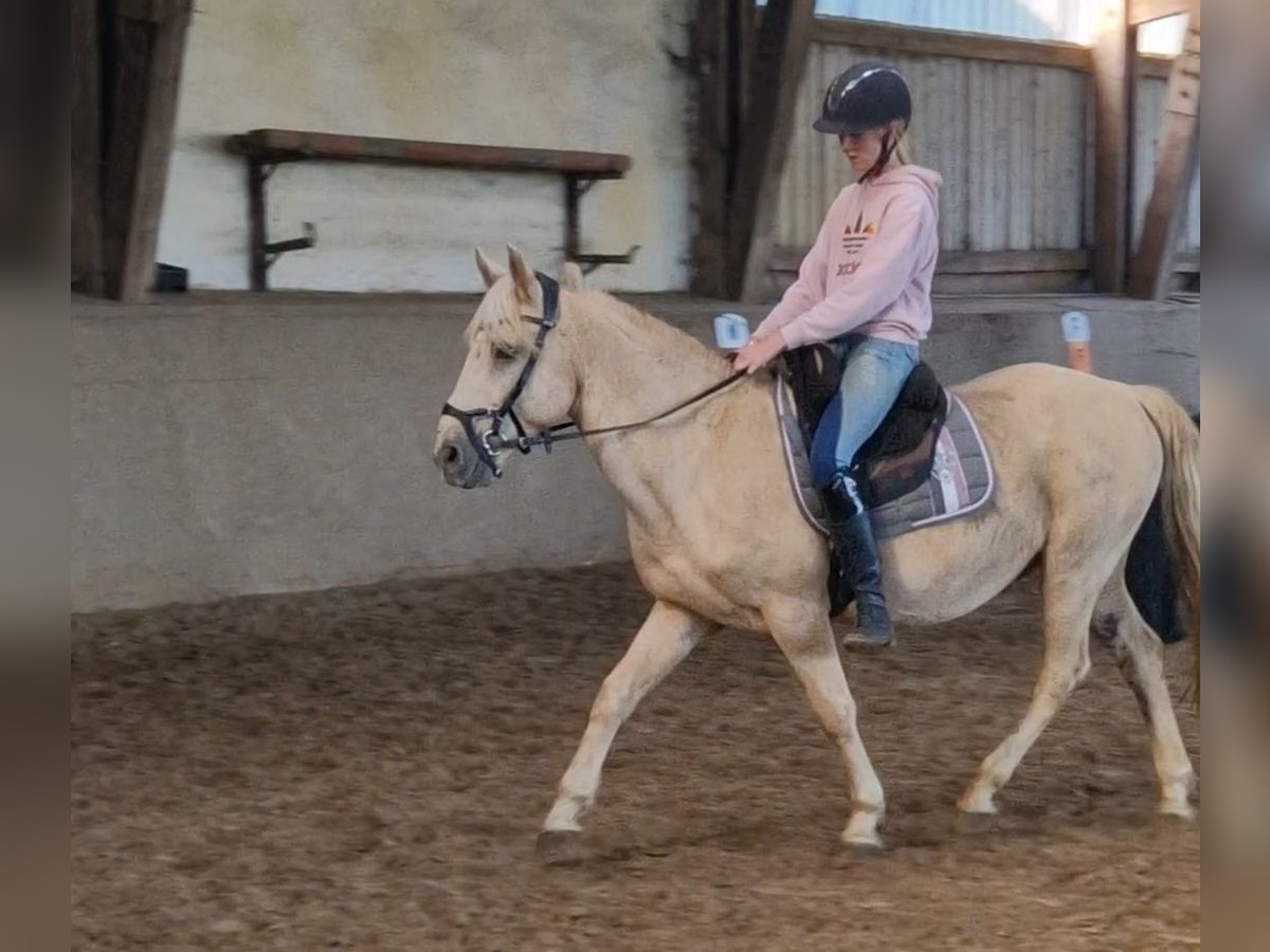 Meer ponys/kleine paarden Mix Ruin 9 Jaar 140 cm Palomino in Neumünster