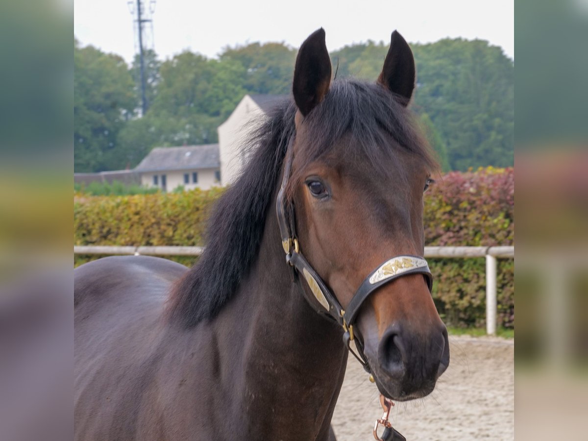 Meer ponys/kleine paarden Hengst 2 Jaar 148 cm Donkerbruin in Neustadt (Wied)