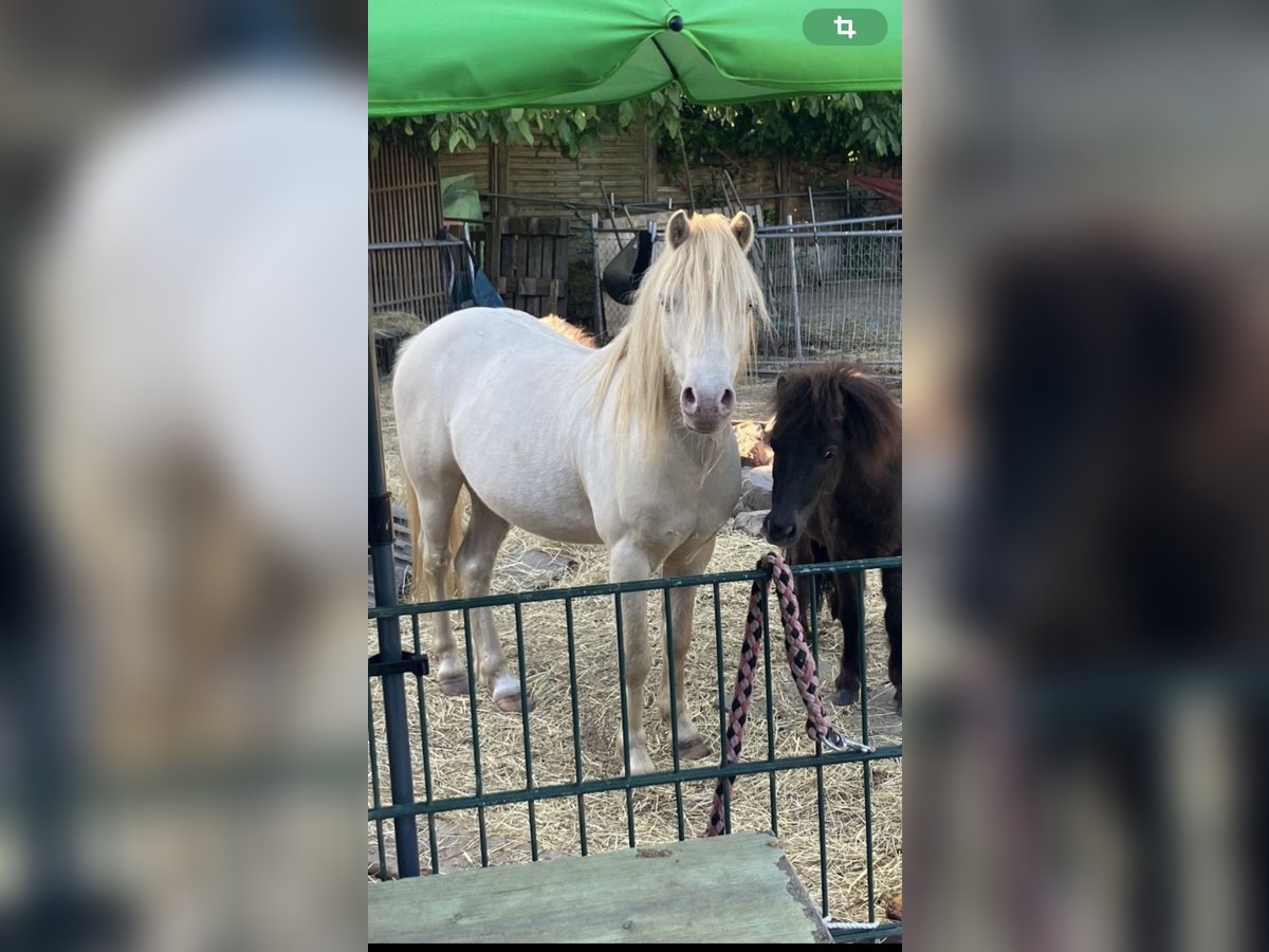 Meer ponys/kleine paarden Mix Hengst 8 Jaar 110 cm Perlino in Willich
