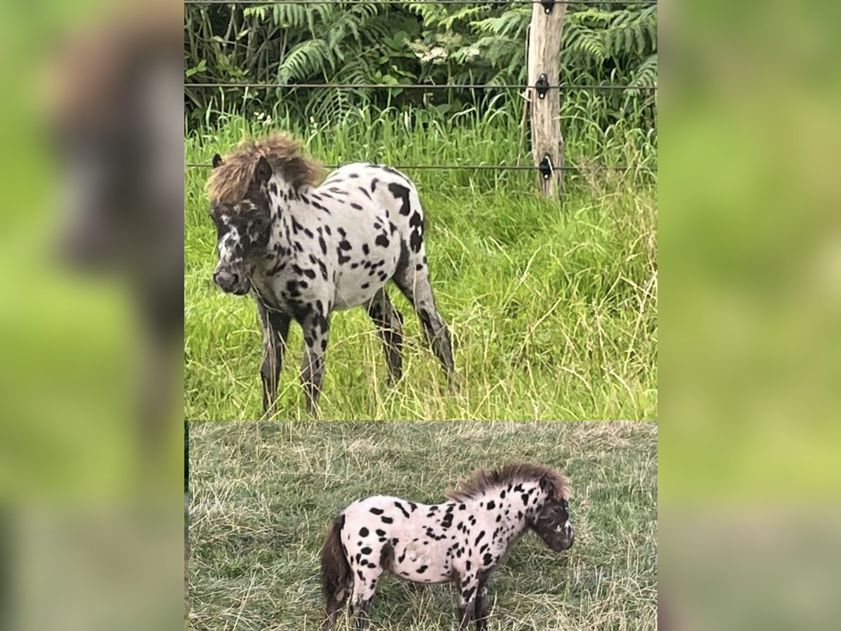 Meer ponys/kleine paarden Mix Hengst Veulen (04/2025) 118 cm Appaloosa in Freren