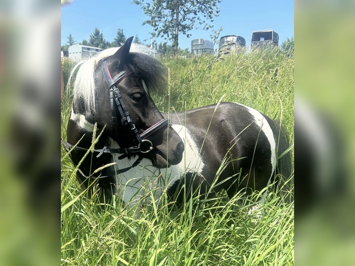 Meer ponys/kleine paarden Merrie 10 Jaar 95 cm Gevlekt-paard in Pelmberg