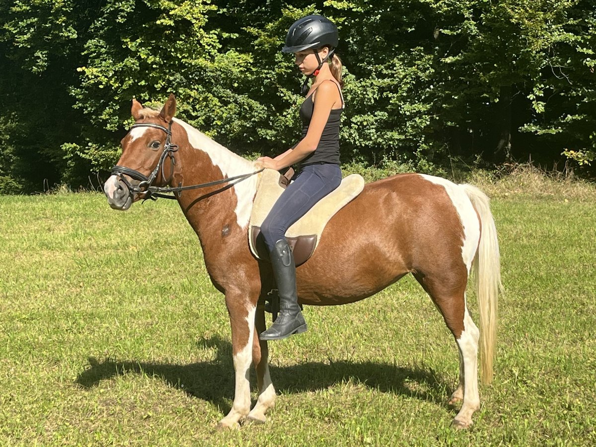 Meer ponys/kleine paarden Merrie 11 Jaar 125 cm Gevlekt-paard in Ursensollen