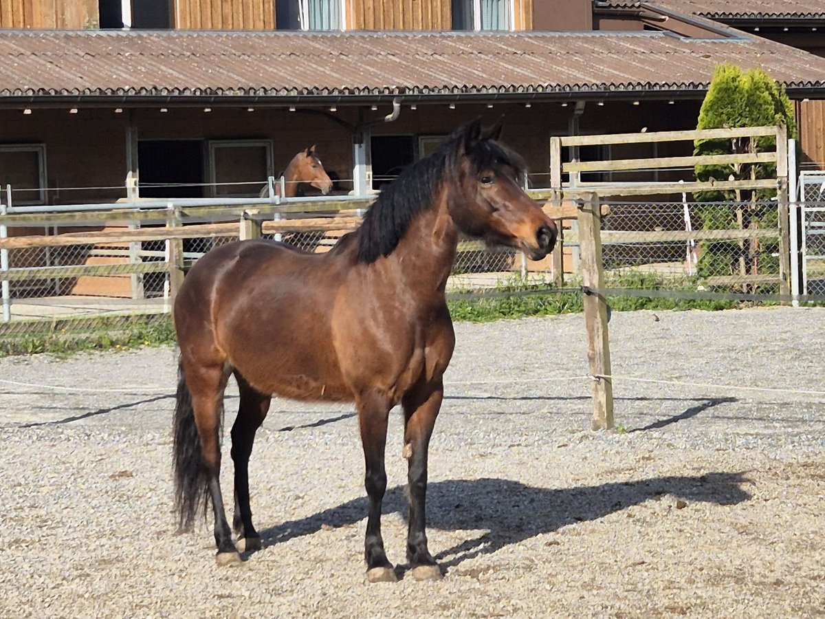 Meer ponys/kleine paarden Merrie 11 Jaar 138 cm Bruin in Urswil
