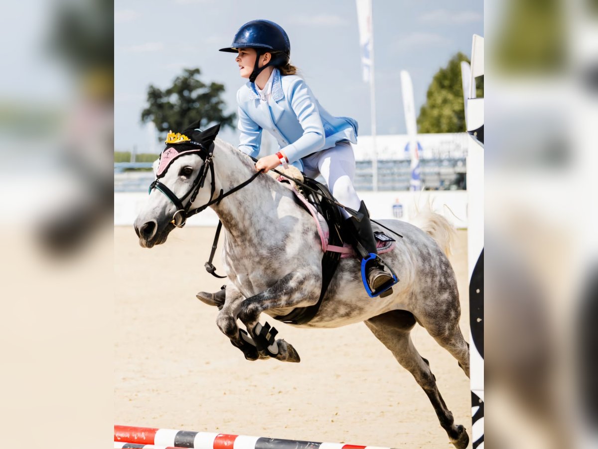 Meer ponys/kleine paarden Merrie 13 Jaar 121 cm Appelschimmel in Koryta
