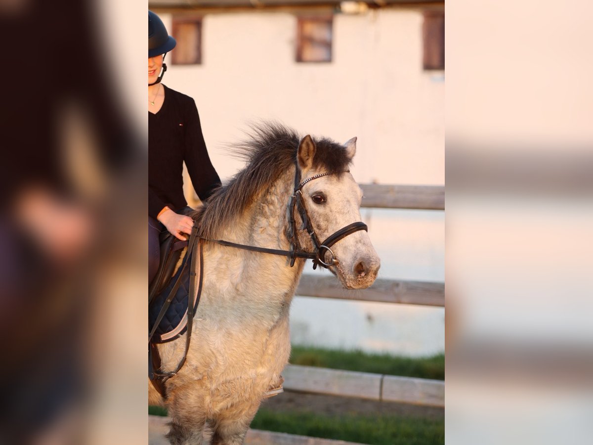 Meer ponys/kleine paarden Merrie 13 Jaar 126 cm Appaloosa in Bogaarden