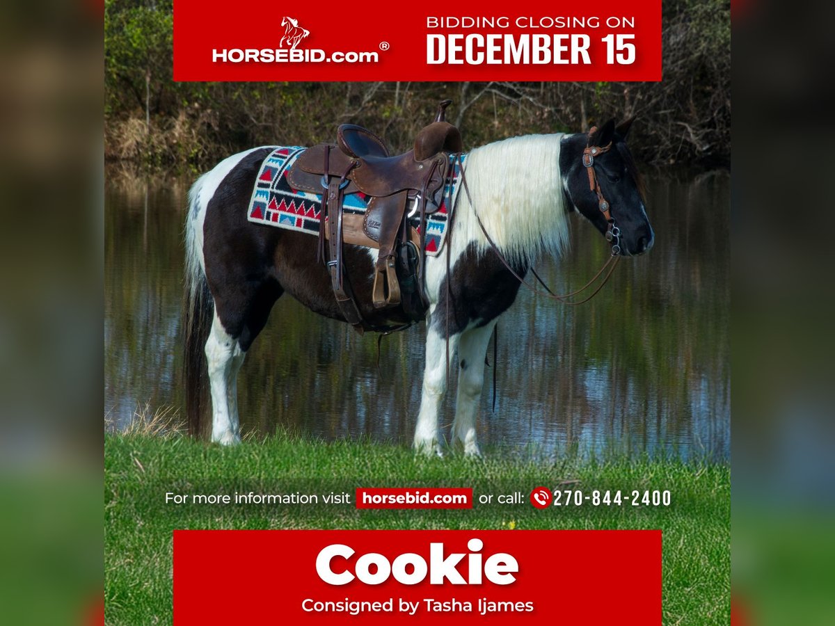 Meer ponys/kleine paarden Merrie 13 Jaar 130 cm Gevlekt-paard in Henderson