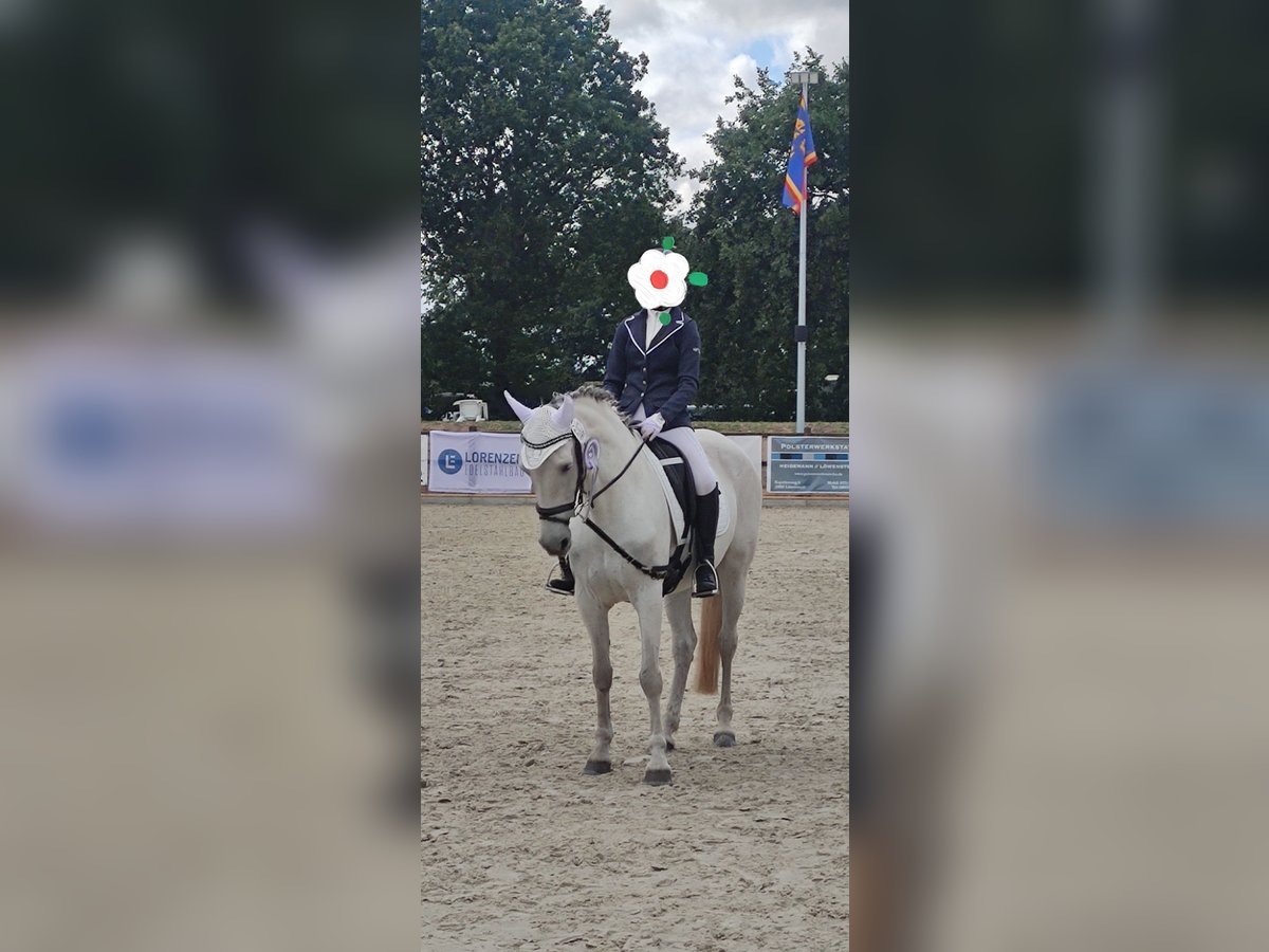 Meer ponys/kleine paarden Merrie 13 Jaar 153 cm Schimmel in J&#xF6;rl