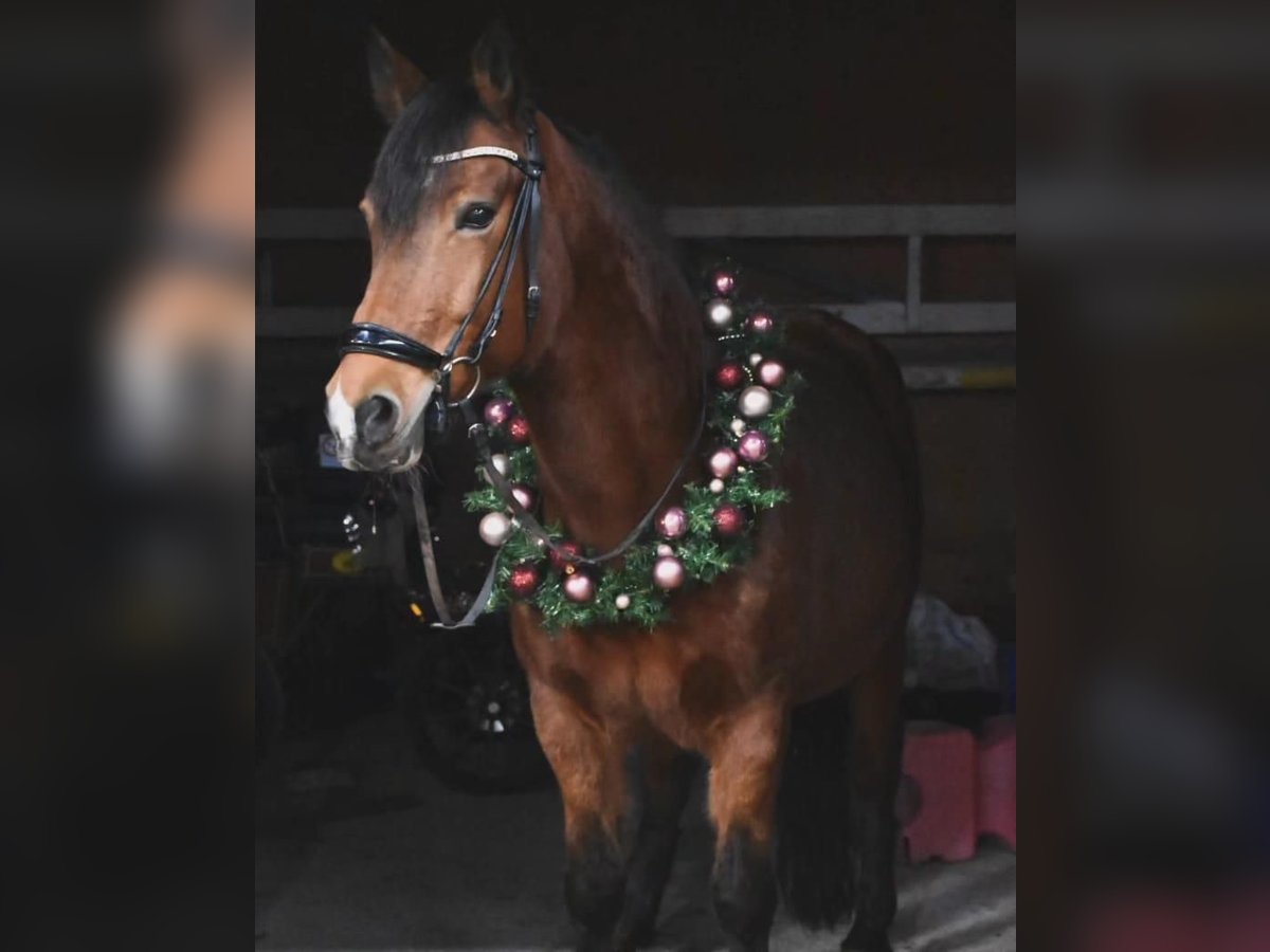 Meer ponys/kleine paarden Merrie 16 Jaar 150 cm Bruin in Lohfelden