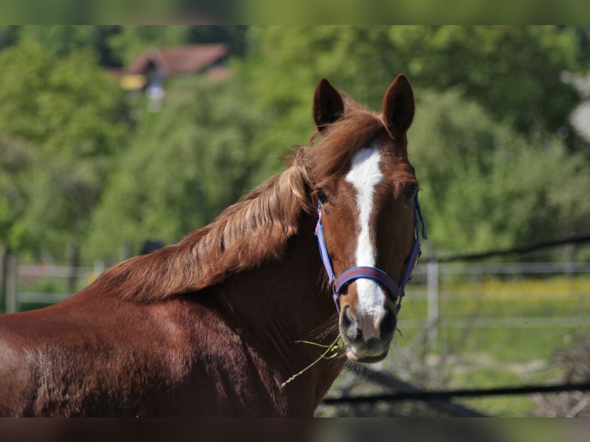 Meer ponys/kleine paarden Merrie 16 Jaar 150 cm Vos in Marbach am Neckar