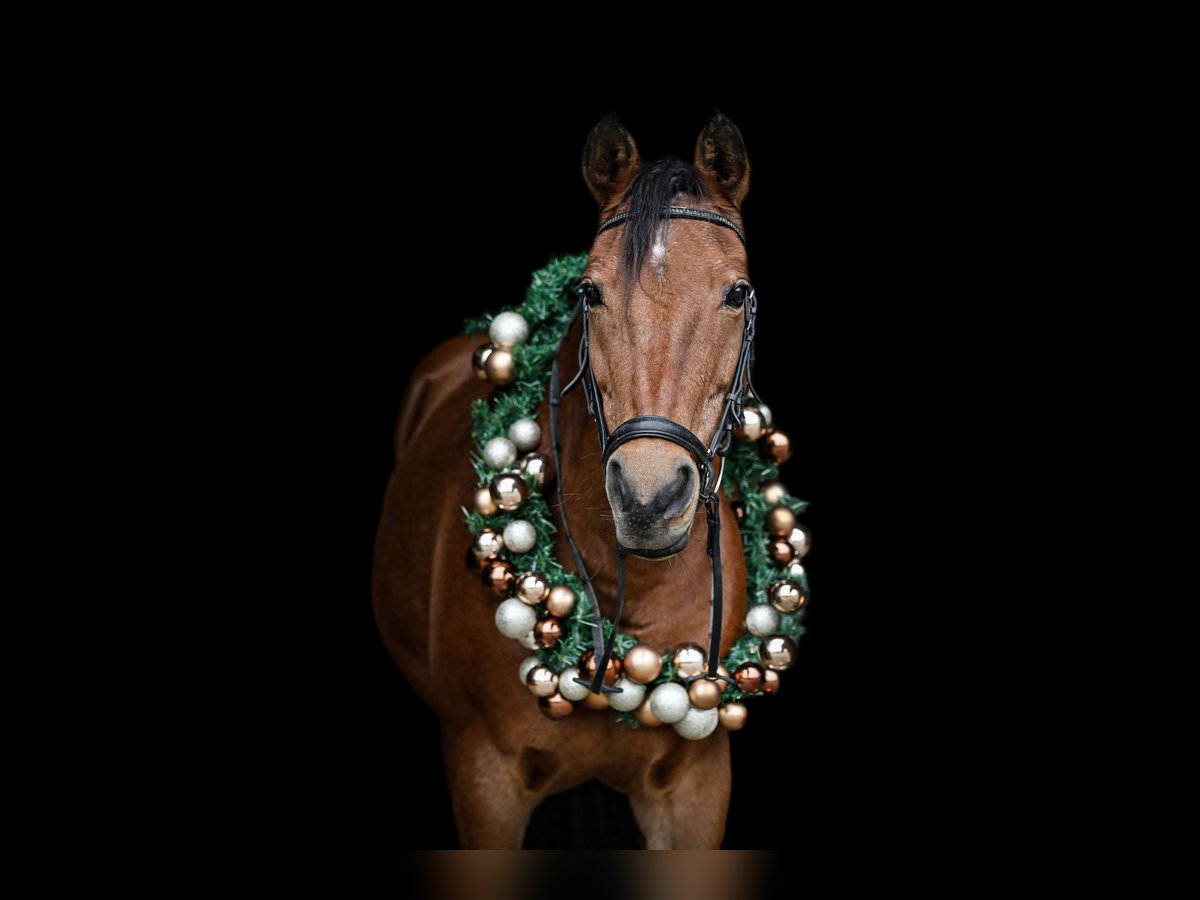 Meer ponys/kleine paarden Merrie 18 Jaar 146 cm Bruin in Gschwend